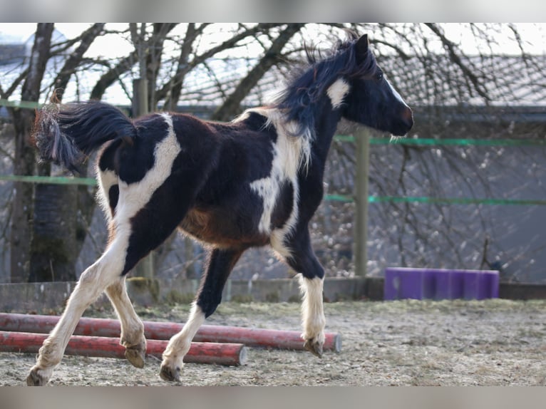 Lewitzer Étalon 2 Ans Pinto in Luckenbach