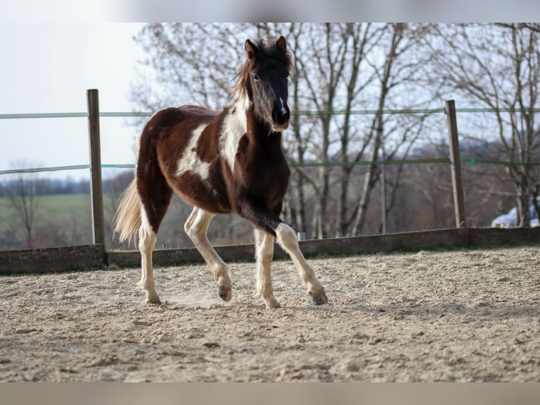 Lewitzer Étalon 2 Ans Pinto in Luckenbach
