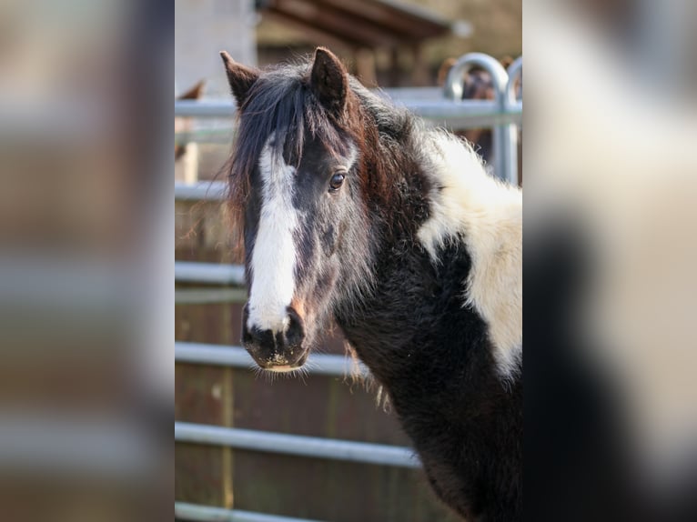 Lewitzer Étalon 2 Ans Pinto in Luckenbach