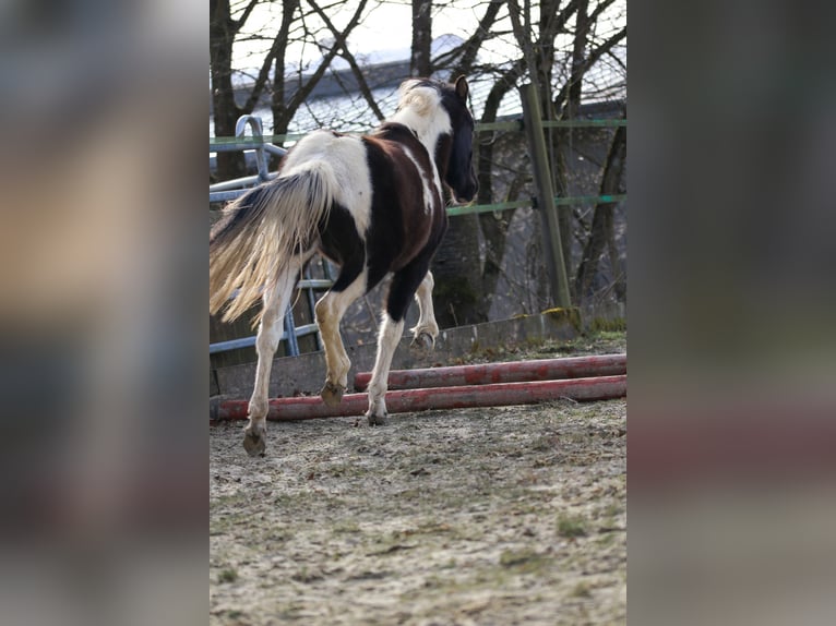 Lewitzer Étalon 2 Ans Pinto in Luckenbach