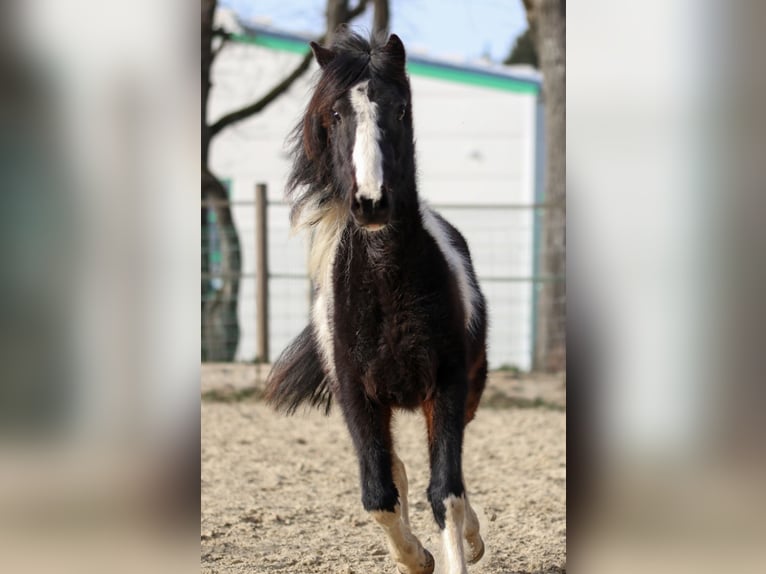 Lewitzer Étalon 2 Ans Pinto in Luckenbach