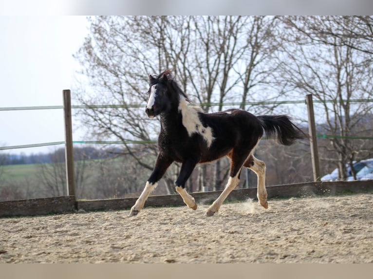 Lewitzer Étalon 2 Ans Pinto in Luckenbach