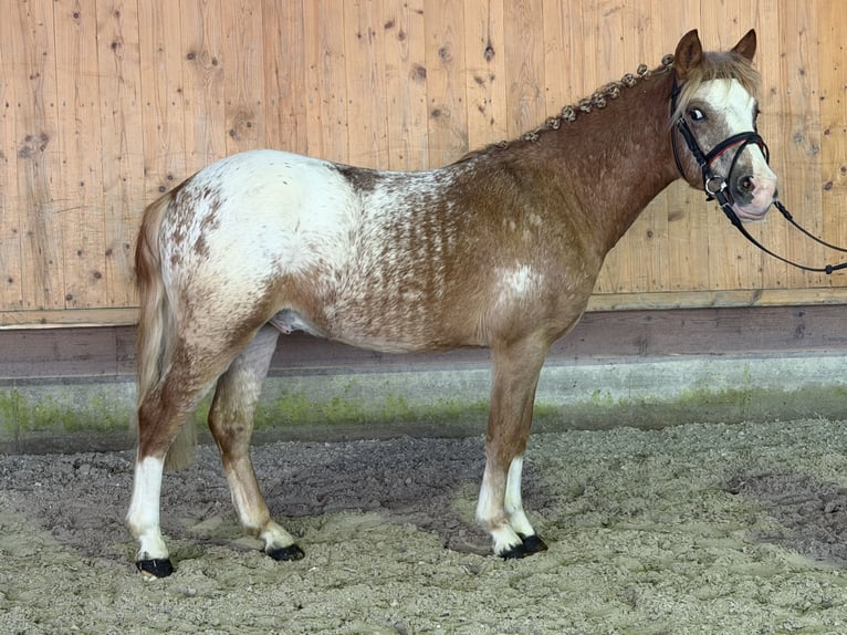 Lewitzer Croisé Étalon 3 Ans 125 cm Pinto in Riedlingen