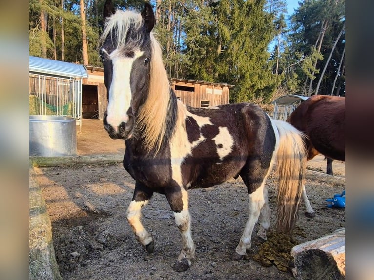 Lewitzer Croisé Étalon 3 Ans 128 cm Pinto in Mistelgau