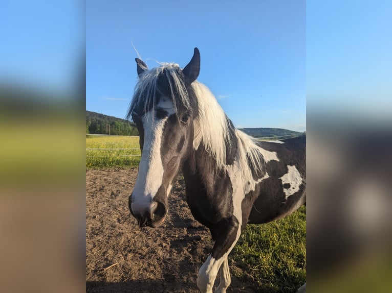 Lewitzer Croisé Étalon 3 Ans 128 cm Pinto in Mistelgau