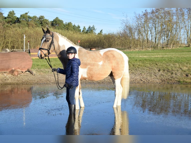 Lewitzer Étalon 3 Ans Pinto in NEUSTADT DOSSE