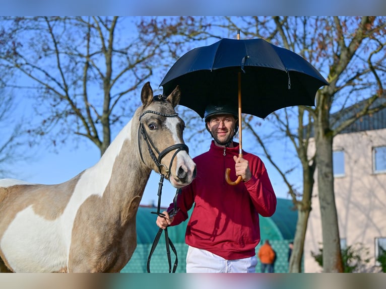 Lewitzer Étalon 3 Ans Pinto in NEUSTADT DOSSE