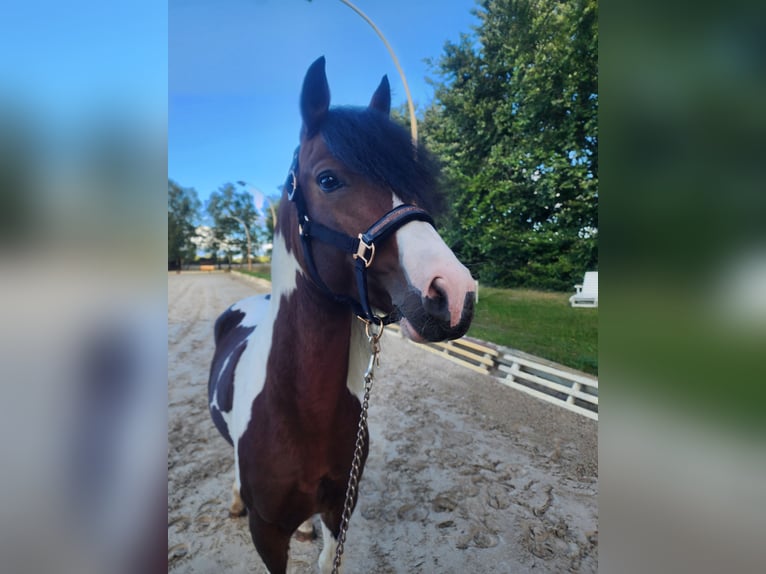 Lewitzer Croisé Étalon 5 Ans 143 cm Pinto in Dallgow-Döberitz