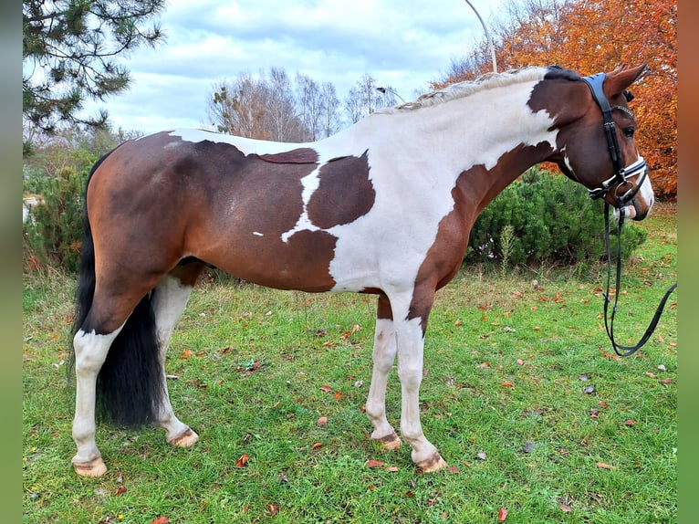 Lewitzer Croisé Étalon 5 Ans 143 cm Pinto in Dallgow-Döberitz