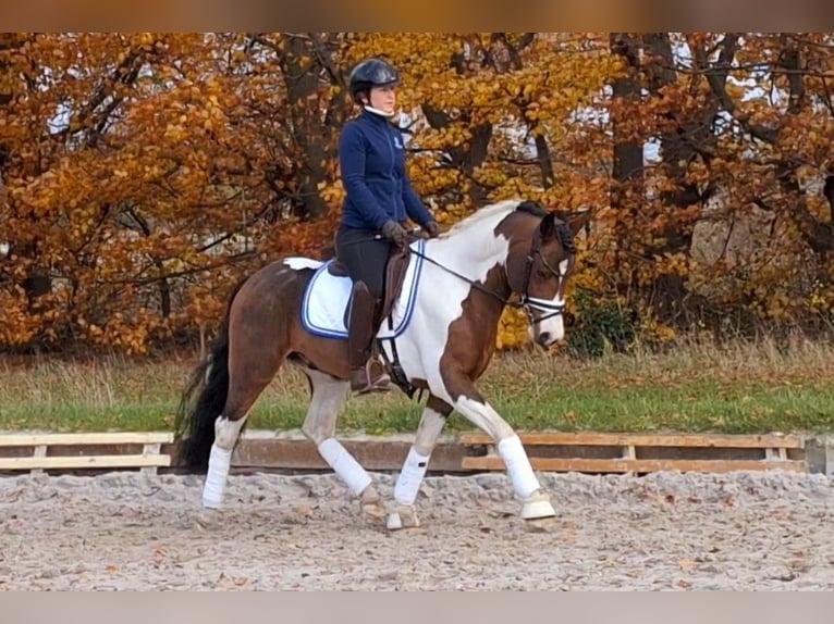 Lewitzer Croisé Étalon 6 Ans 143 cm Pinto in Dallgow-Döberitz