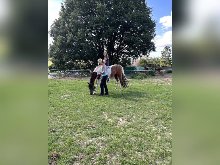 Lewitzer Croisé Étalon 6 Ans 155 cm Pinto in Zirchow