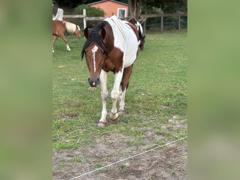 Lewitzer Croisé Étalon 6 Ans 155 cm Pinto in Zirchow