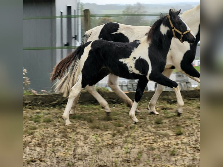 Lewitzer Étalon Poulain (05/2024) 145 cm Tobiano-toutes couleurs in Streithausen