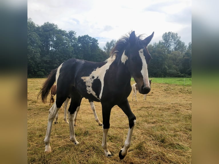 Lewitzer Étalon Poulain (05/2024) 145 cm Tobiano-toutes couleurs in Streithausen