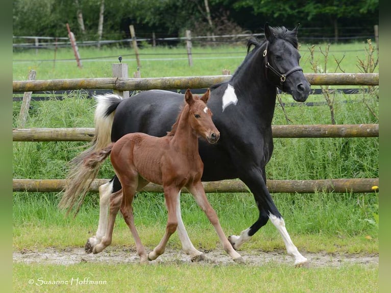 Lewitzer Étalon Poulain (04/2024) 148 cm Alezan in Mörsdorf