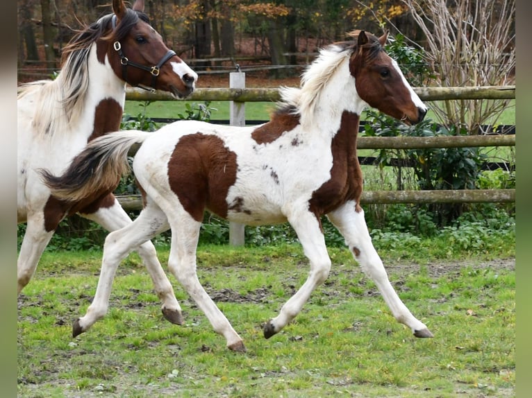 Lewitzer Étalon Poulain (05/2025) 148 cm Tobiano-toutes couleurs in Mörsdorf