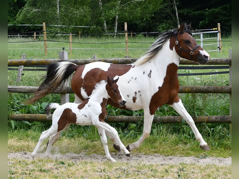 Lewitzer Étalon Poulain (05/2025) 148 cm Tobiano-toutes couleurs in Mörsdorf