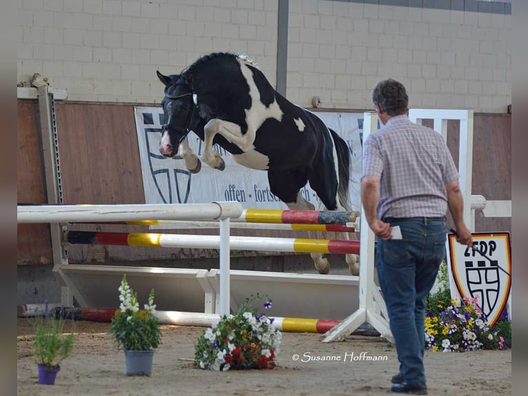 Lewitzer Étalon Poulain (05/2025) 148 cm Tobiano-toutes couleurs in M&#xF6;rsdorf