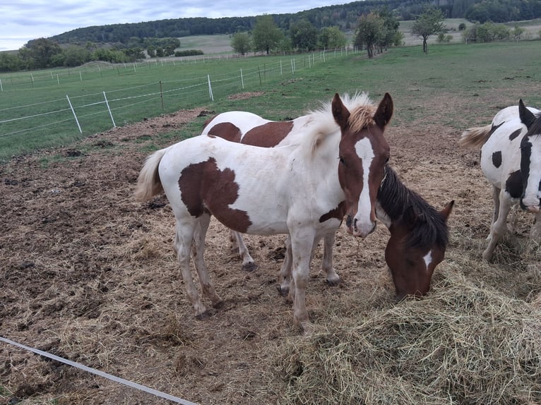Lewitzer Croisé Étalon Poulain (03/2025) 160 cm Pinto in Heldburg