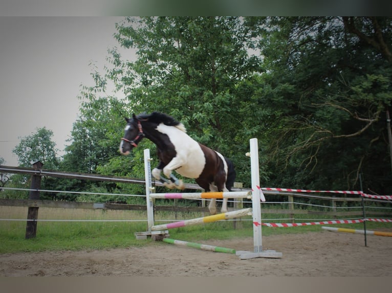 Lewitzer Gelding 10 years 13,2 hh Pinto in Bielefeld