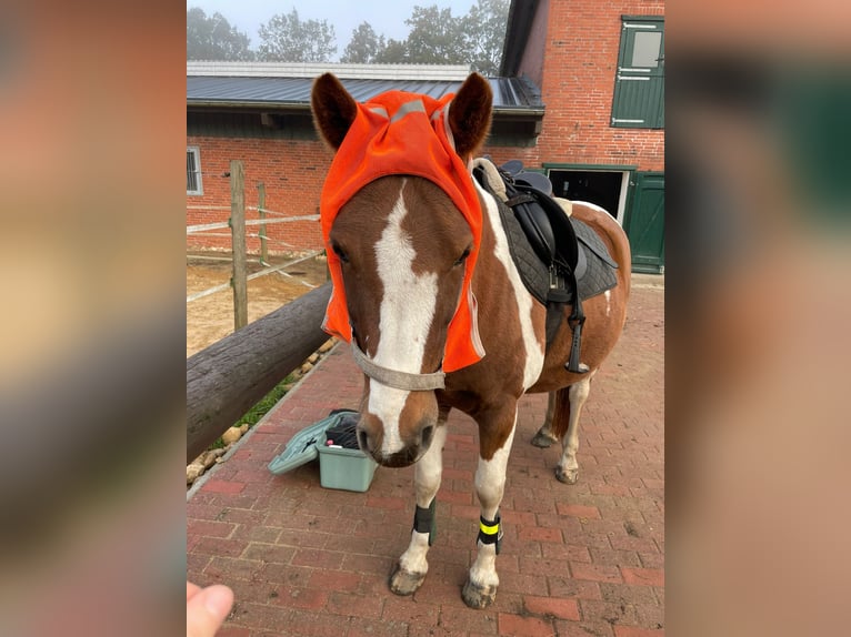 Lewitzer Gelding 10 years 14.1 hh Pinto in Lockstedt