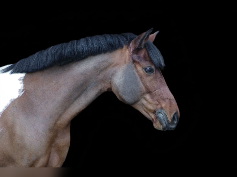 Lewitzer Gelding 10 years 14,1 hh Pinto in Delitzsch