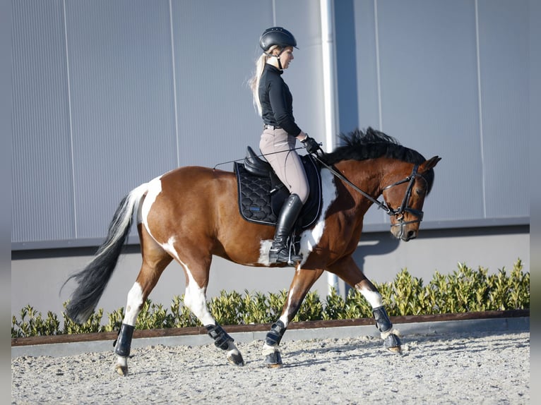 Lewitzer Gelding 10 years 14,1 hh Pinto in Delitzsch