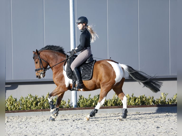 Lewitzer Gelding 10 years 14,1 hh Pinto in Delitzsch