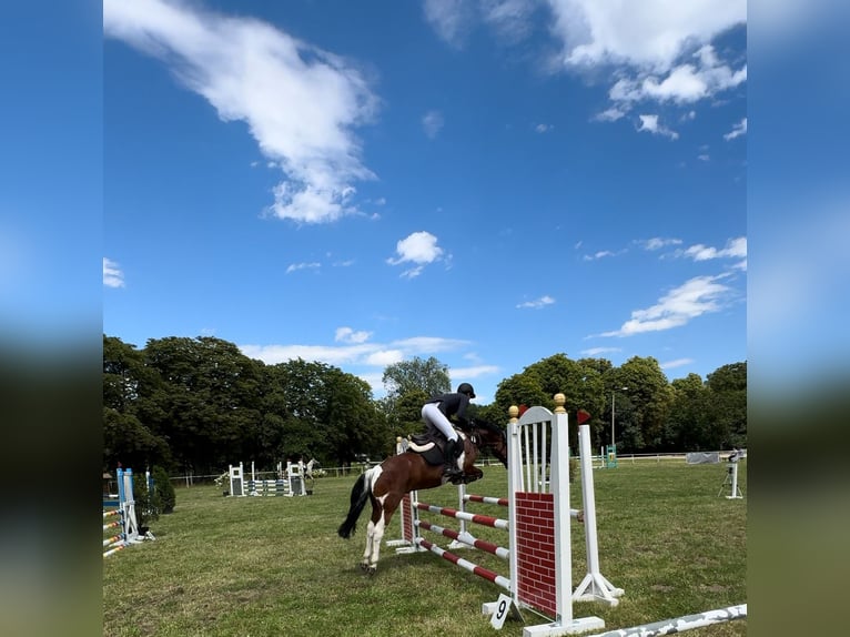 Lewitzer Gelding 10 years 14,1 hh Pinto in Delitzsch