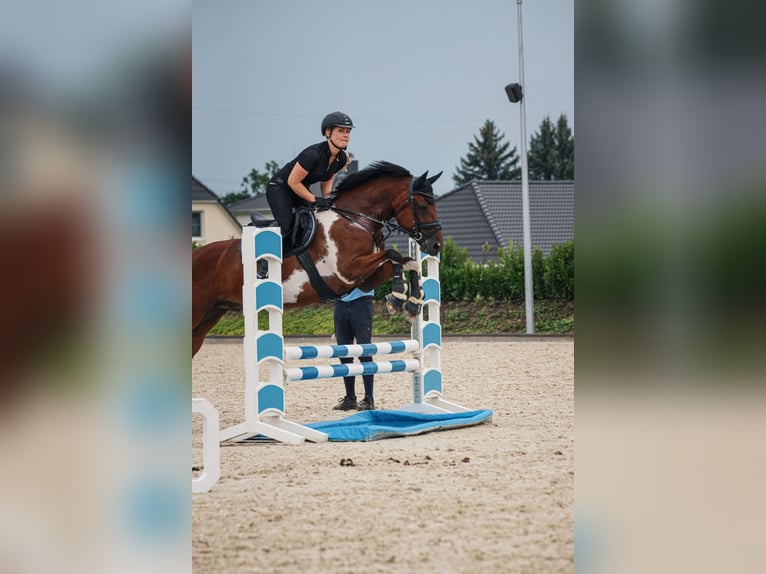 Lewitzer Gelding 10 years 14,1 hh Pinto in Delitzsch