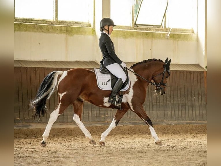 Lewitzer Gelding 10 years 14,1 hh Pinto in Delitzsch