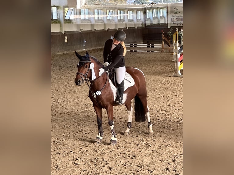 Lewitzer Gelding 10 years 14,1 hh Pinto in Delitzsch