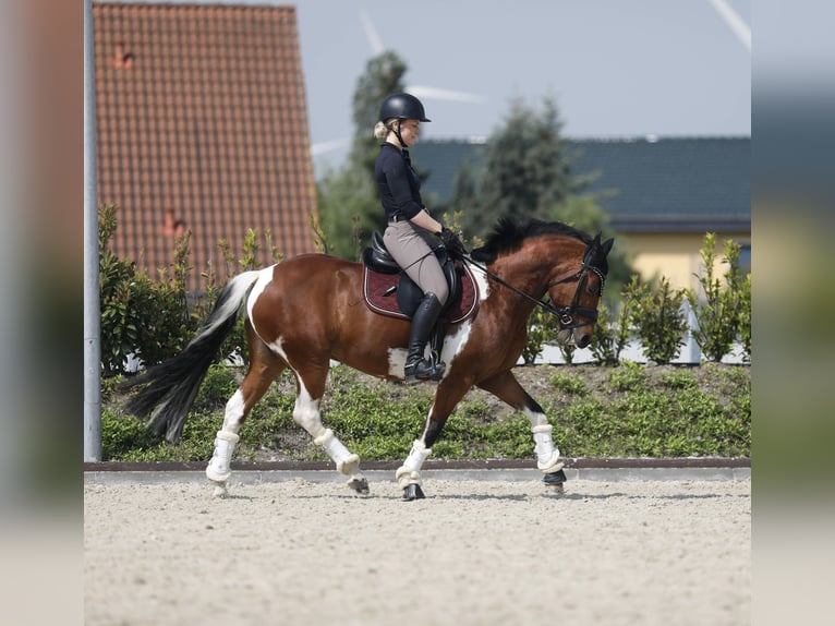 Lewitzer Gelding 10 years 14,1 hh Pinto in Delitzsch