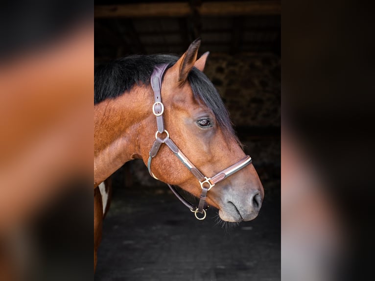 Lewitzer Gelding 10 years 14,1 hh Pinto in Delitzsch