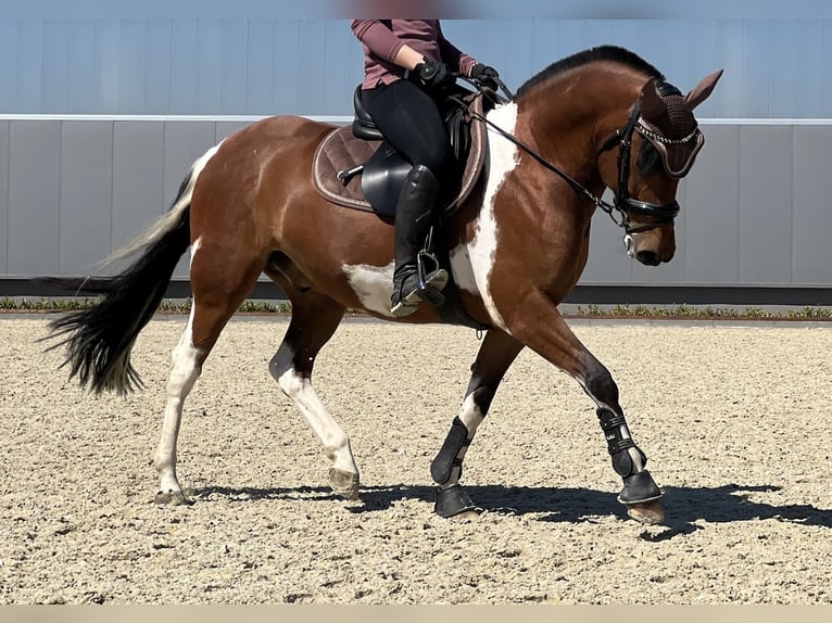 Lewitzer Gelding 10 years 14,1 hh Pinto in Delitzsch