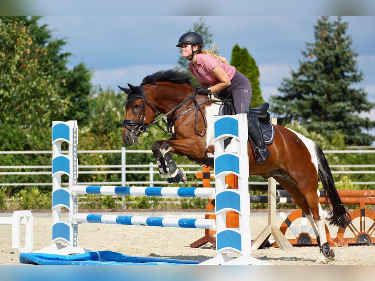 Lewitzer Gelding 10 years 14,1 hh Pinto in Delitzsch