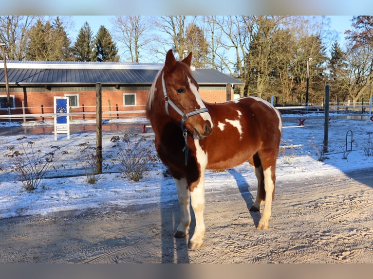 Lewitzer Gelding 10 years 14,1 hh Pinto in Lockstedt