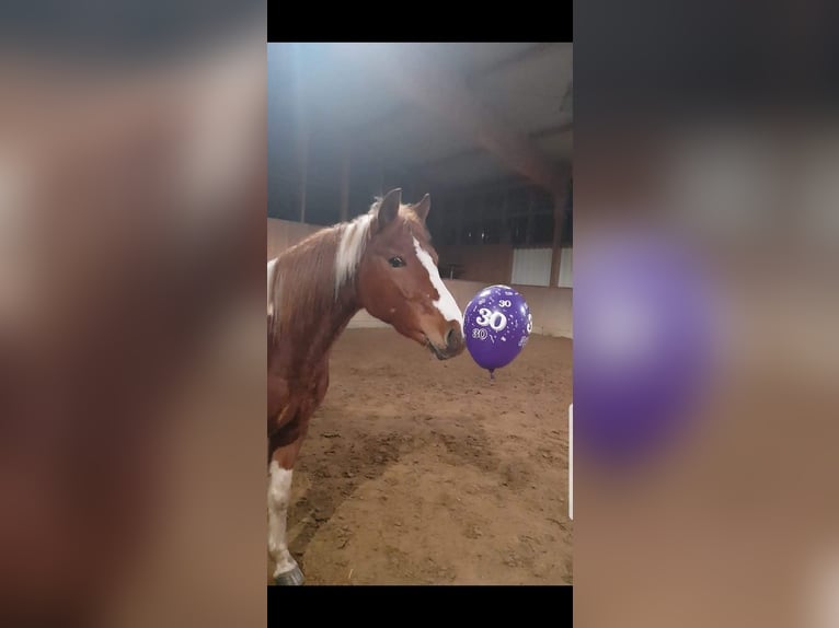 Lewitzer Gelding 10 years 14,1 hh Pinto in Lockstedt