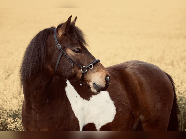 Lewitzer Gelding 11 years 13.3 hh Pinto in Timmendorfer Strand