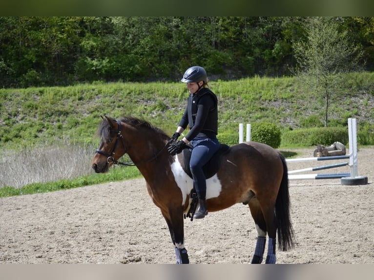 Lewitzer Gelding 11 years 13.3 hh Pinto in Timmendorfer Strand