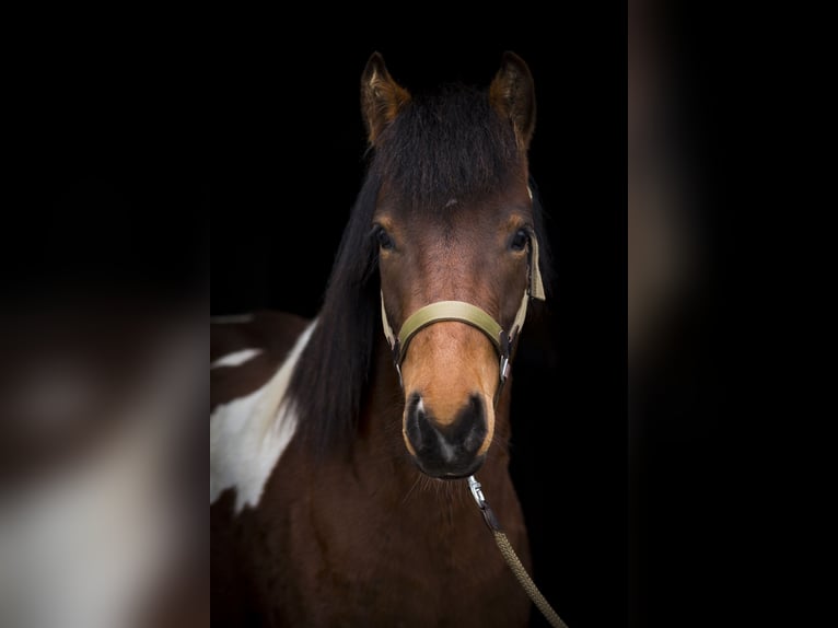 Lewitzer Gelding 11 years 13.3 hh Pinto in Timmendorfer Strand