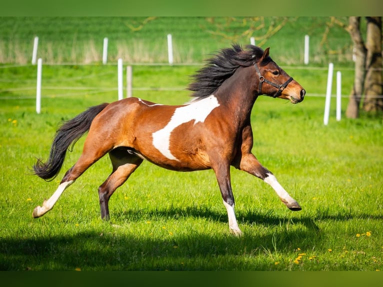 Lewitzer Gelding 11 years 13.3 hh Pinto in Timmendorfer Strand
