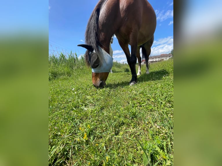 Lewitzer Gelding 11 years 14,1 hh Brown in Wolnzach