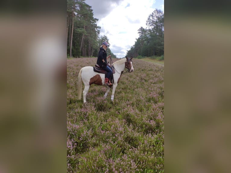 Lewitzer Gelding 12 years 13,3 hh Pinto in Hagen im Bremischen