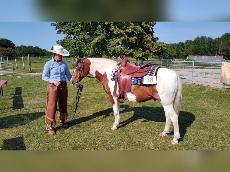 Lewitzer Gelding 12 years 13,3 hh Pinto in Hagen im Bremischen