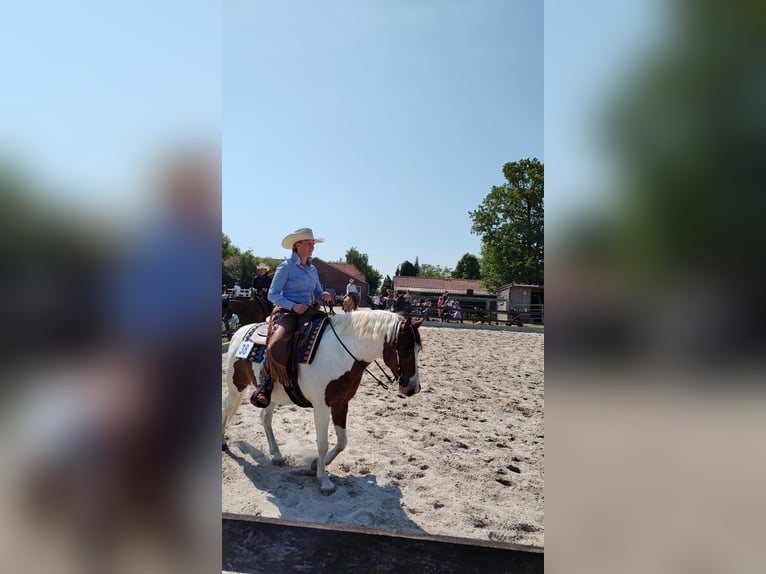 Lewitzer Gelding 12 years 13,3 hh Pinto in Hagen im Bremischen