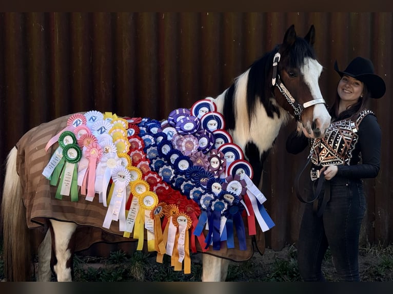 Lewitzer Mix Gelding 12 years 14,1 hh Pinto in Oetzen