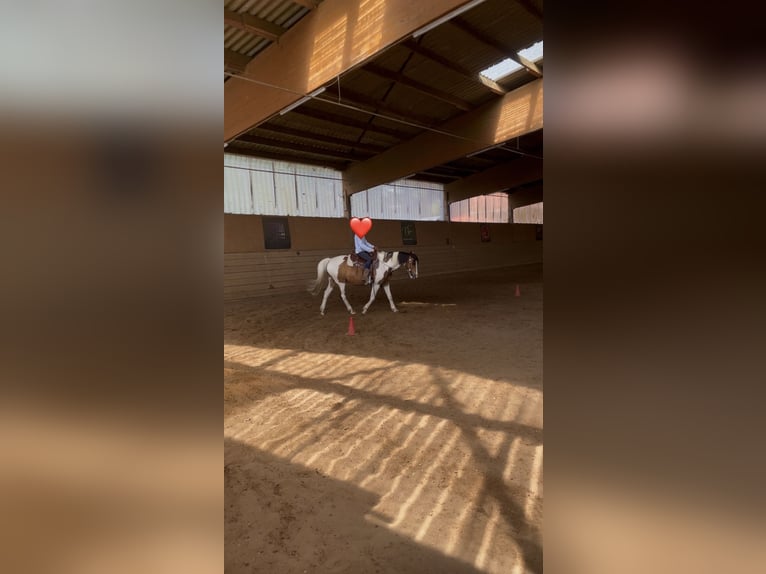 Lewitzer Mix Gelding 12 years 14,1 hh Pinto in Oetzen