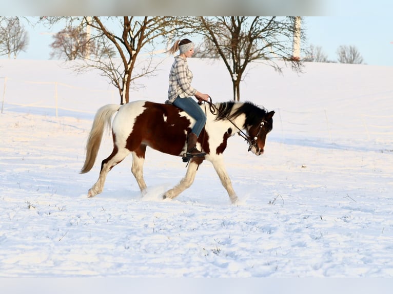 Lewitzer Mix Gelding 12 years 14,1 hh Pinto in Oetzen