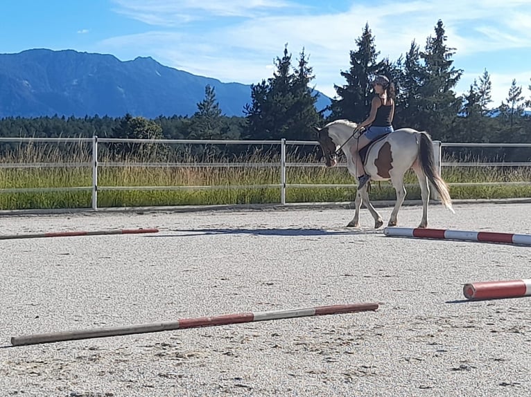 Lewitzer Gelding 13 years 13,1 hh Pinto in Rosenbach